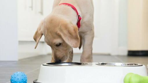 When to switch from puppy outlet food to dog food labrador